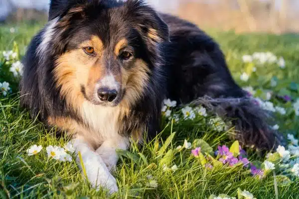 Croquettes pour chien, pâtées, aliments vétérinaires