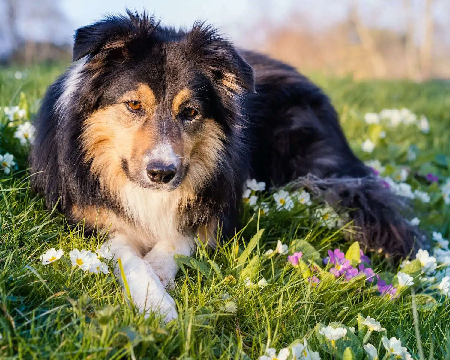 Croquettes pour chien, pâtées, aliments vétérinaires