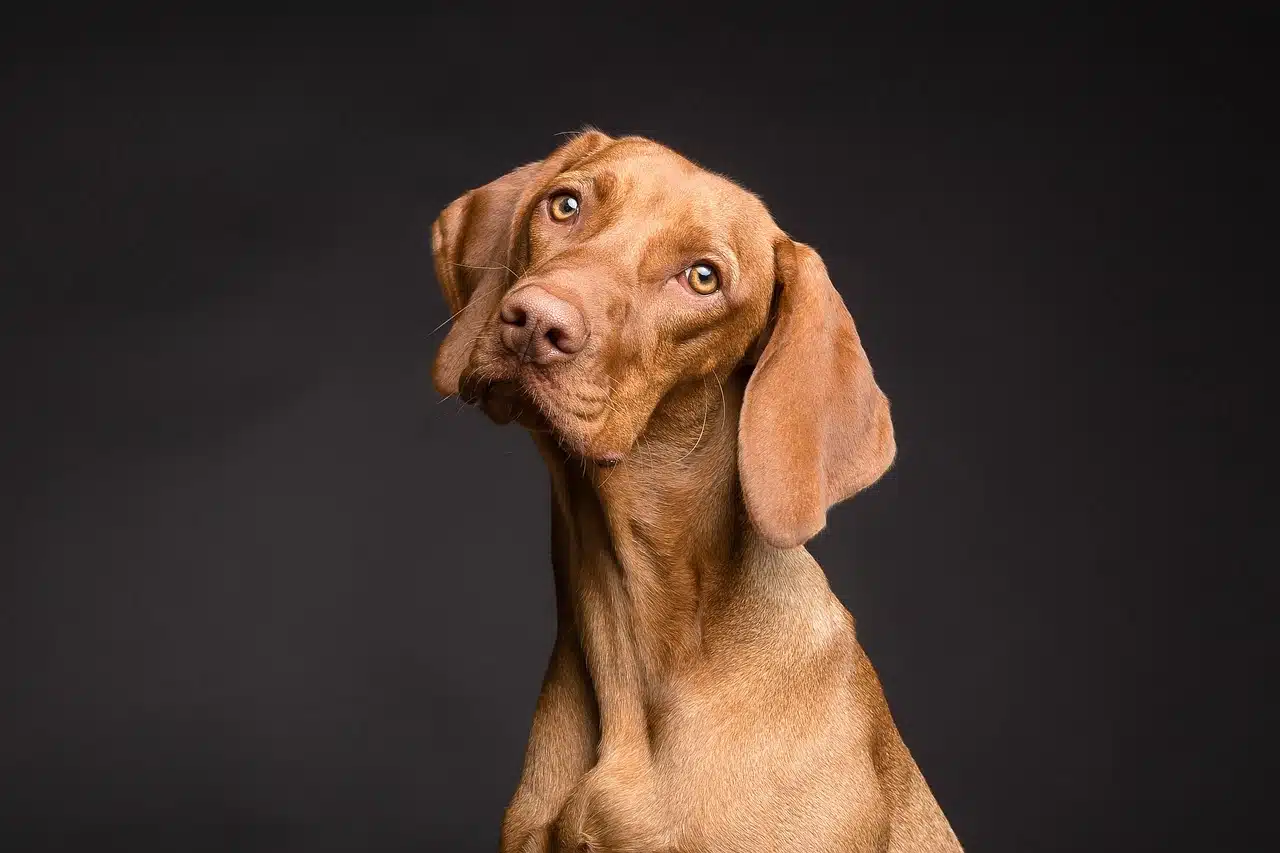 Le staffie bleu, un chien intelligent et obéissant