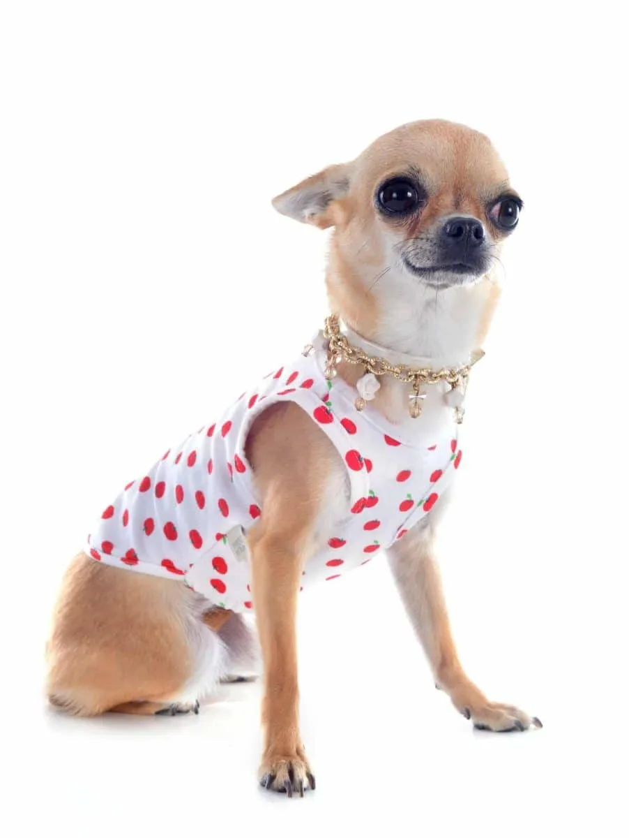 Chihuahua habillé avec un regard affectueux et curieux