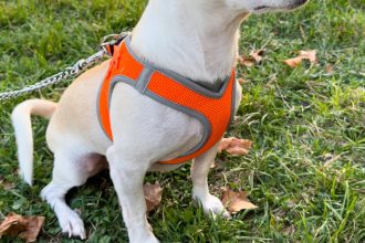 Harnais pour petit chien : pourquoi c'est souvent plus qu'un simple accessoire