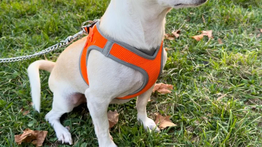 Harnais pour petit chien : pourquoi c'est souvent plus qu'un simple accessoire