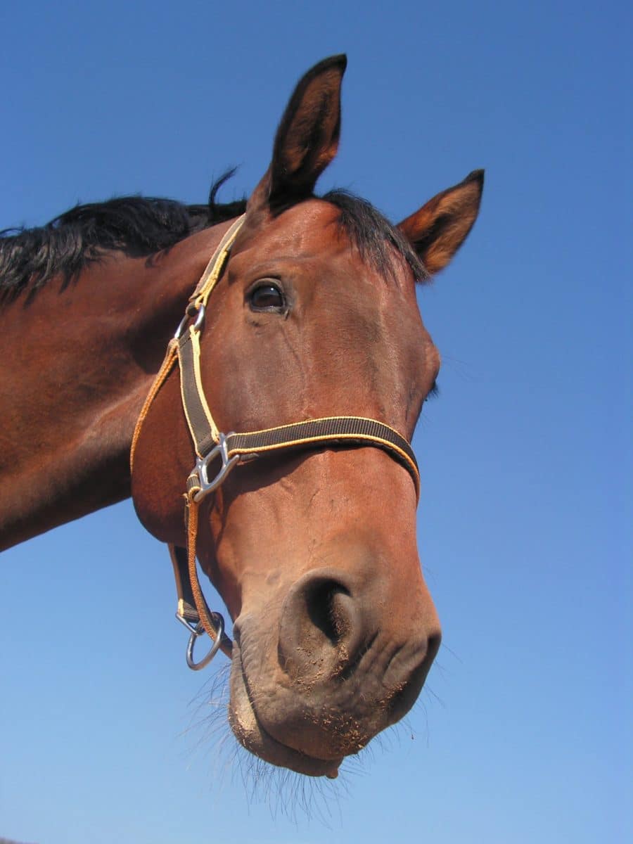 Arthrose cheval : tout savoir sur cette pathologie