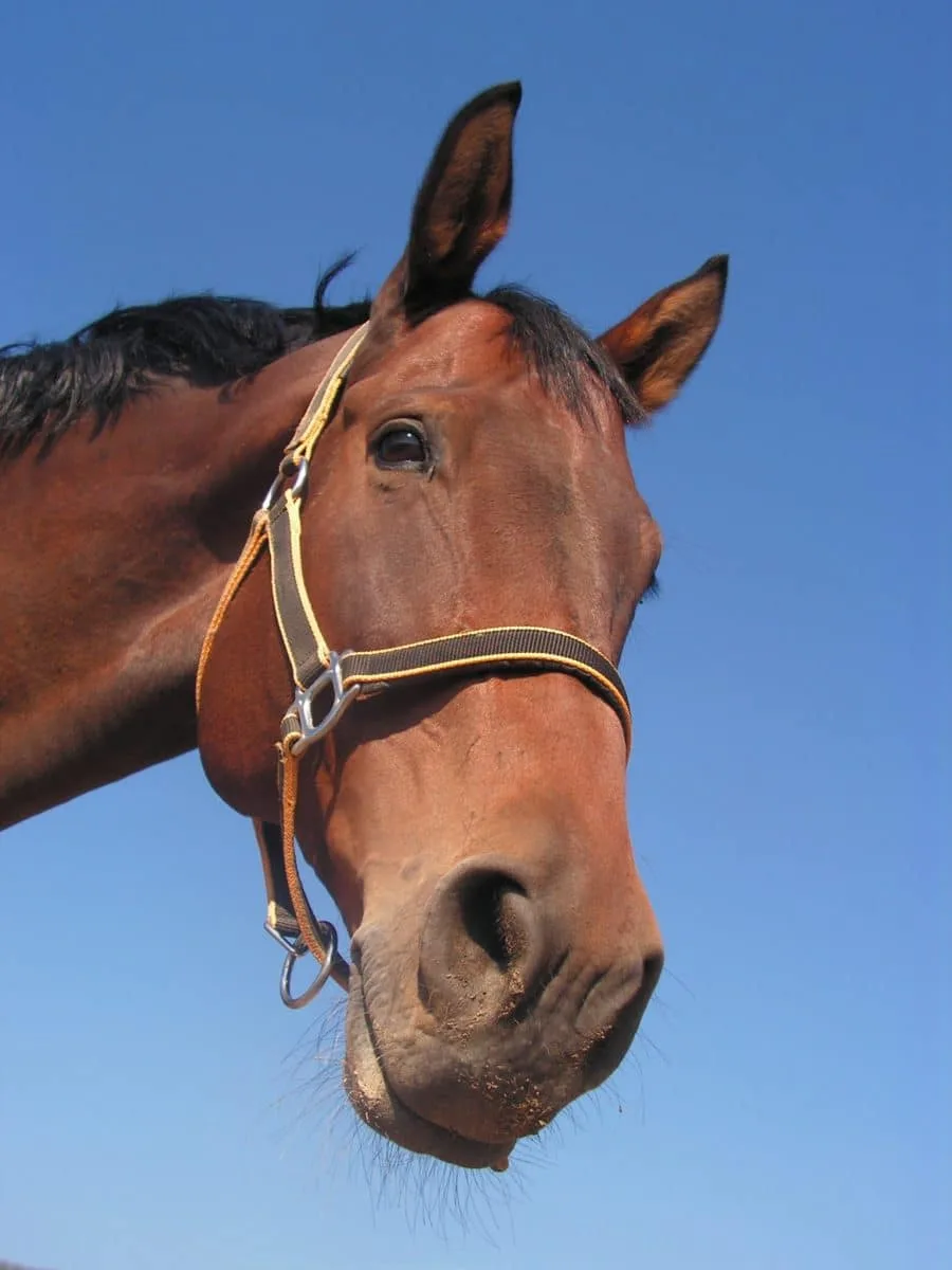 Cheval au licol montrant une expression préoccupée