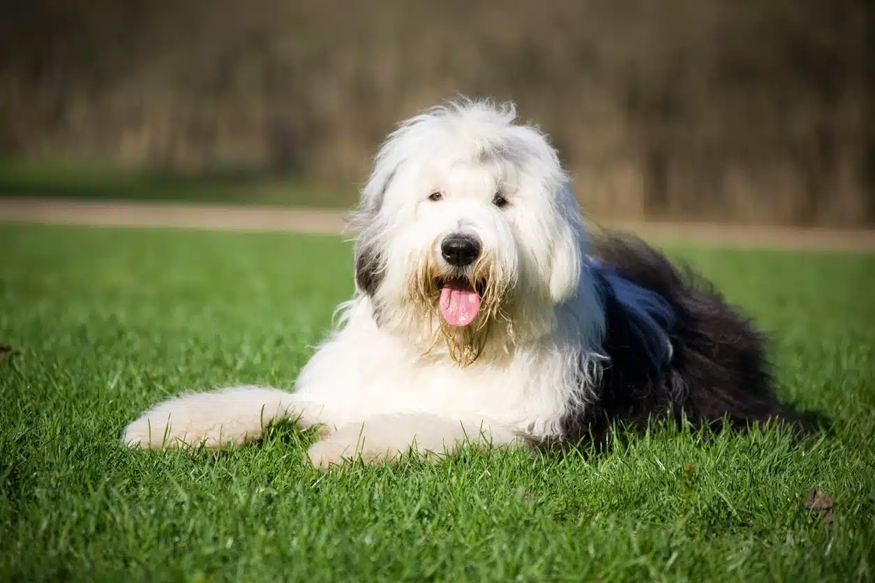 le chien le plus gentil du monde 