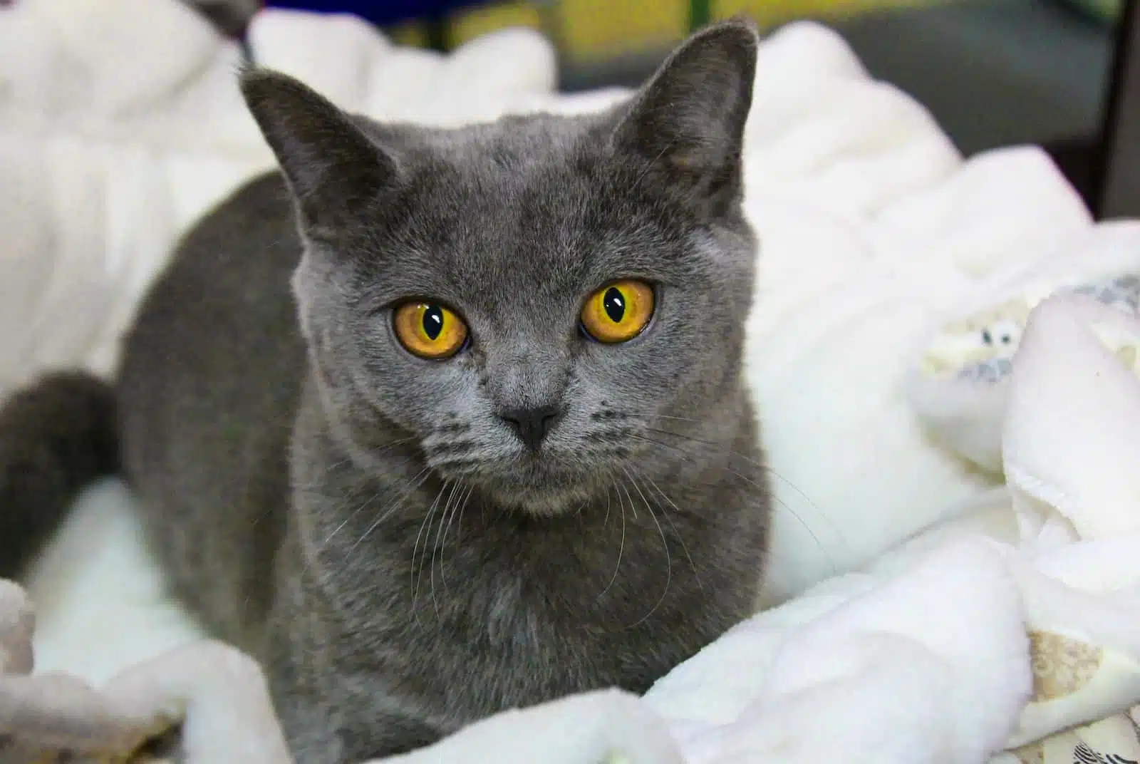 russian blue cat on white textile