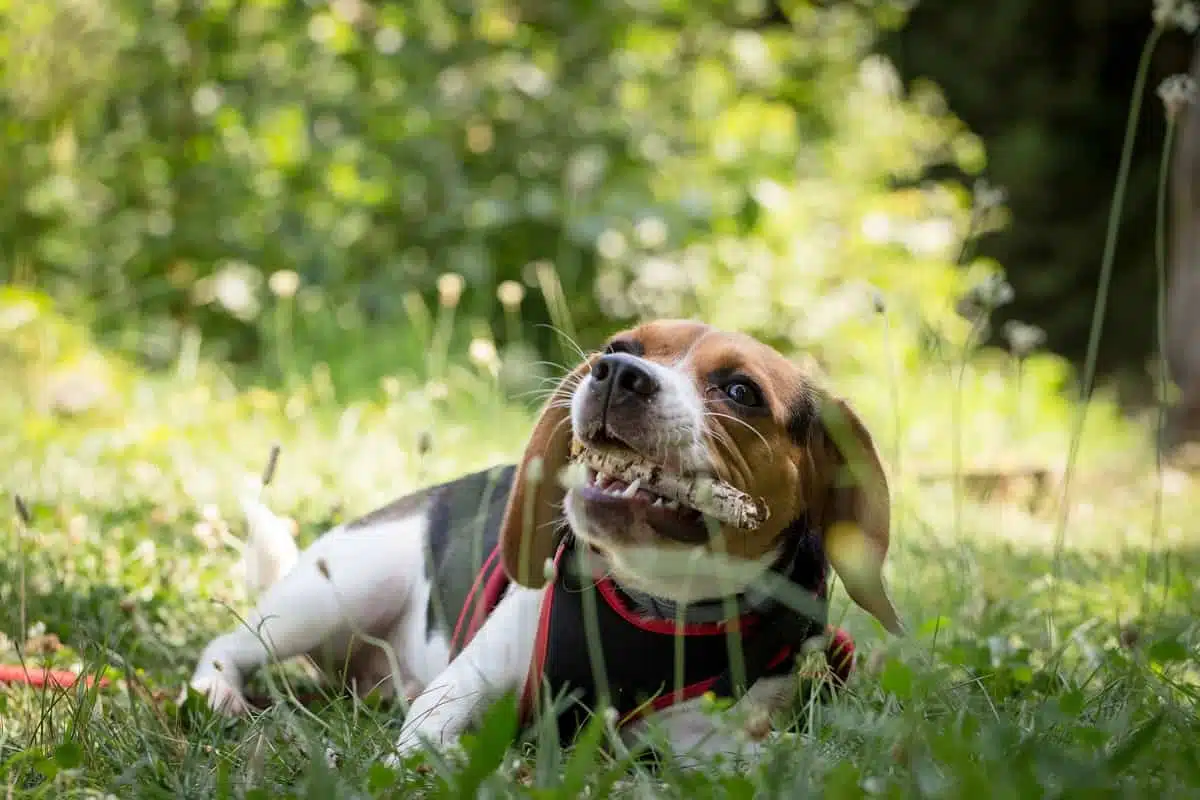 jouets pour chien et chiot 