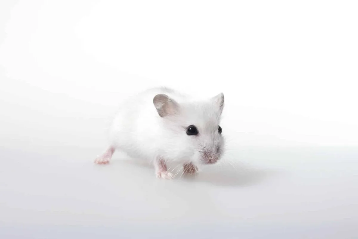 Souris blanche posée sur une surface en studio