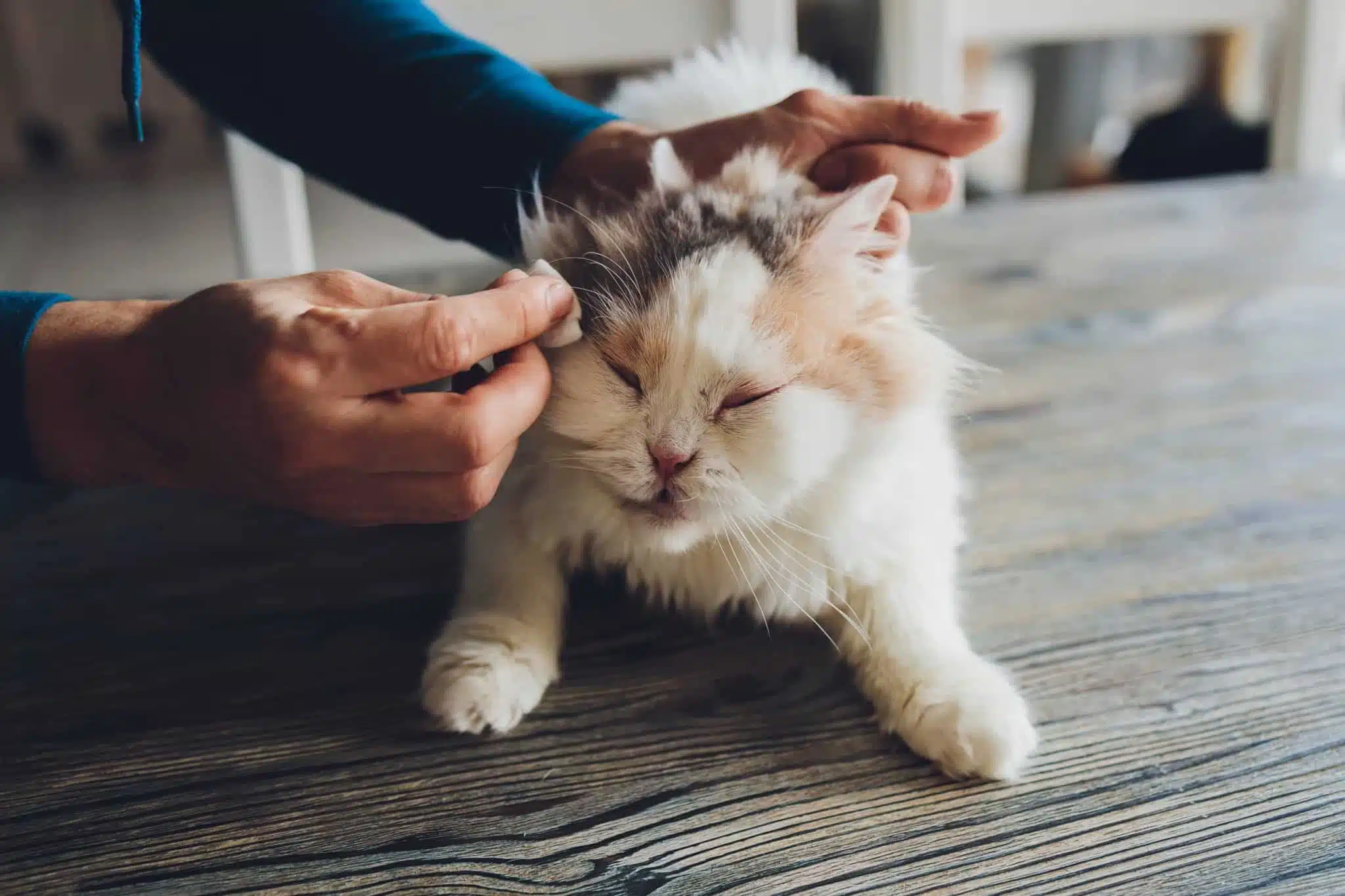 chat a une peau blanche dans le coin des yeux