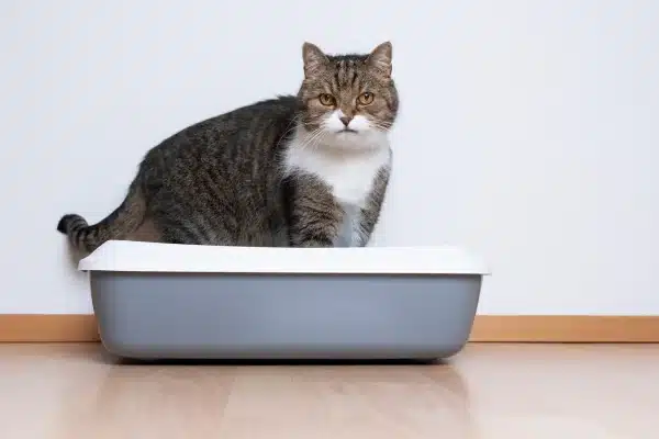 Comprendre les causes et symptômes de la constipation chez les chats