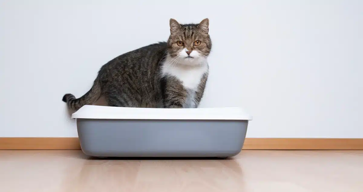 Comprendre les causes et symptômes de la constipation chez les chats