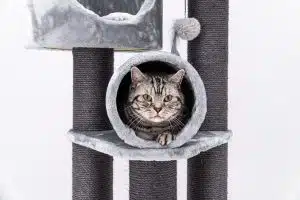 Guide complet pour apprendre à votre chat à utiliser un griffoir efficacement
