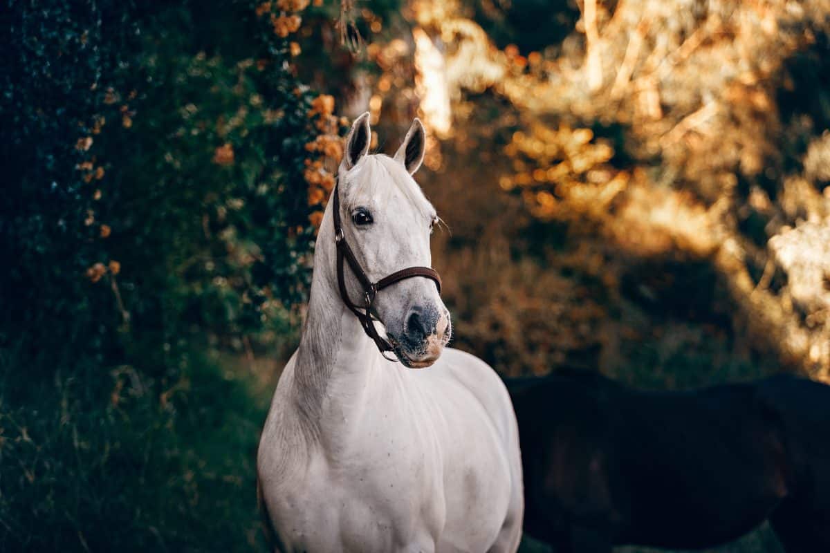 Le drainage des chevaux : est-ce vraiment utile ?