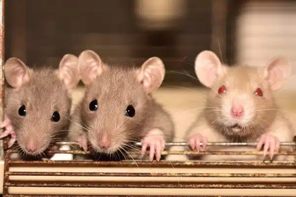 Pourquoi les rats envahissent les maisons ?