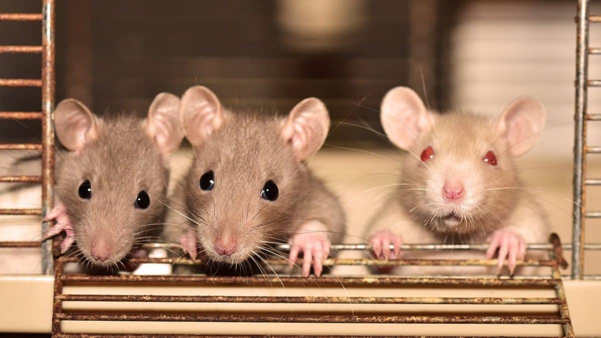 Pourquoi les rats envahissent les maisons ?