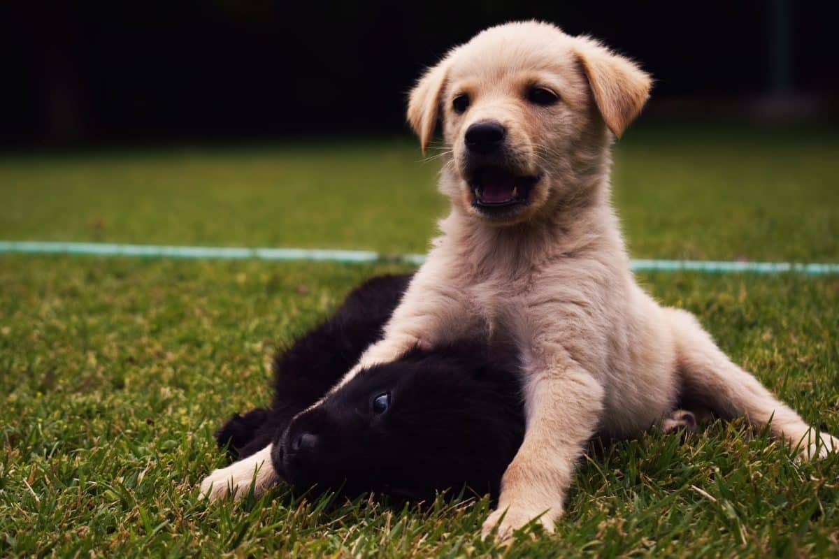 Les jeux et jouets pour chiens : comment stimuler l'intelligence et l'énergie de votre compagnon