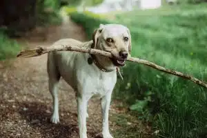 Les jeux et jouets pour chiens : comment stimuler l’intelligence et l’énergie de votre compagnon