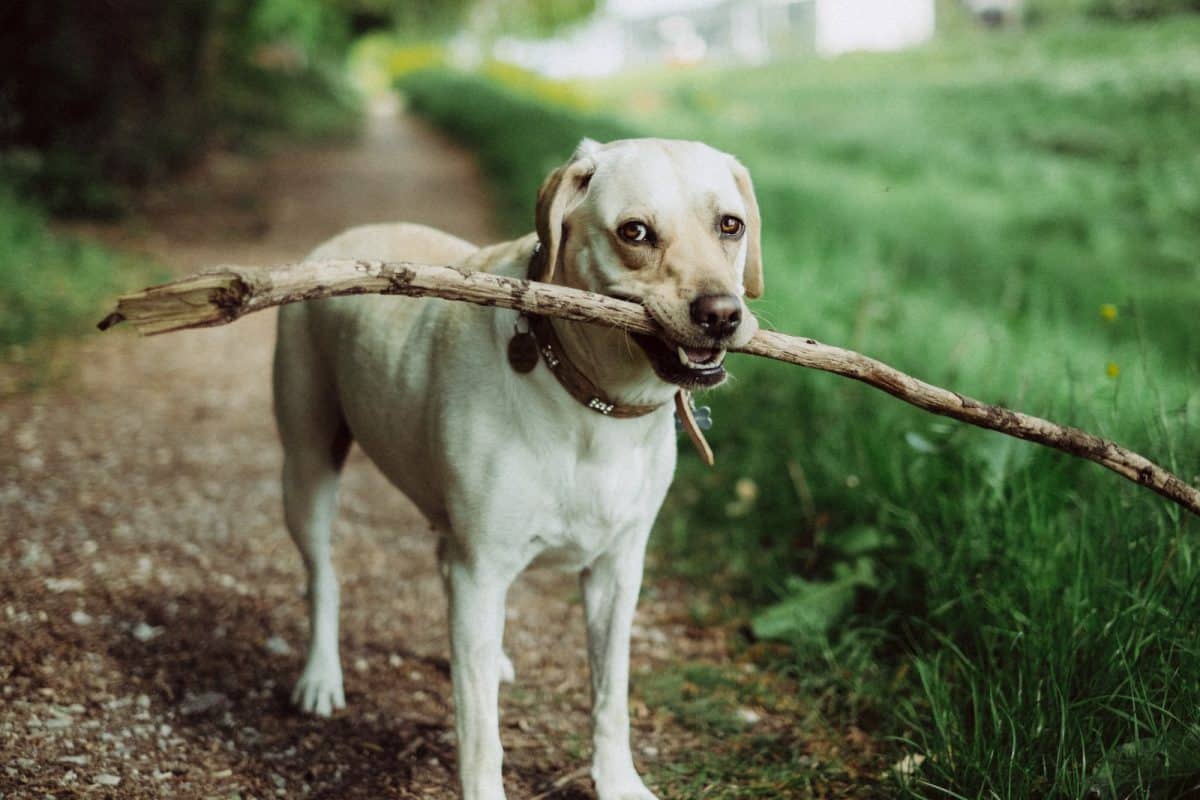 Les jeux et jouets pour chiens : comment stimuler l’intelligence et l’énergie de votre compagnon