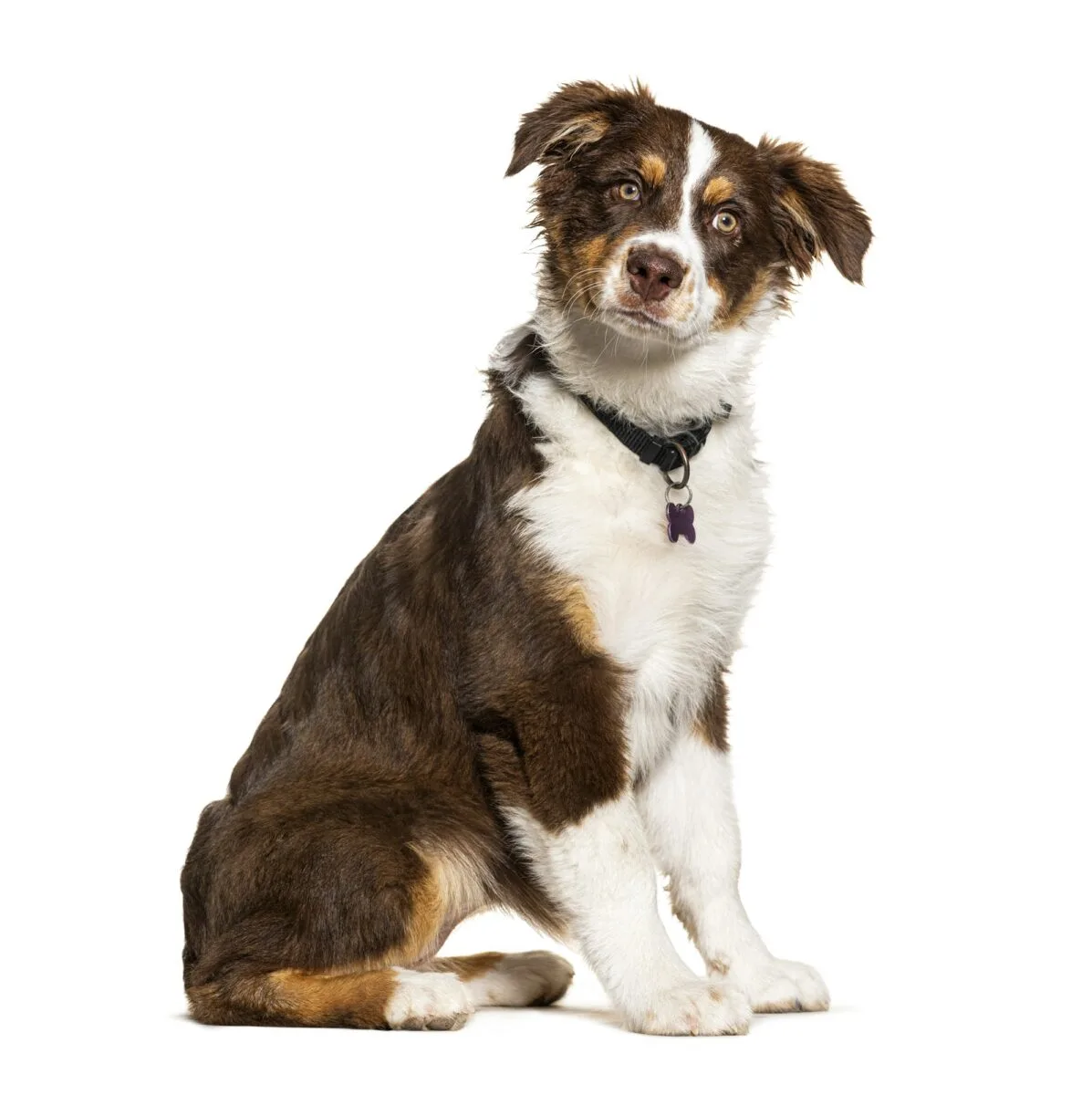 Chien australien tricolore portant une médaille d'identification