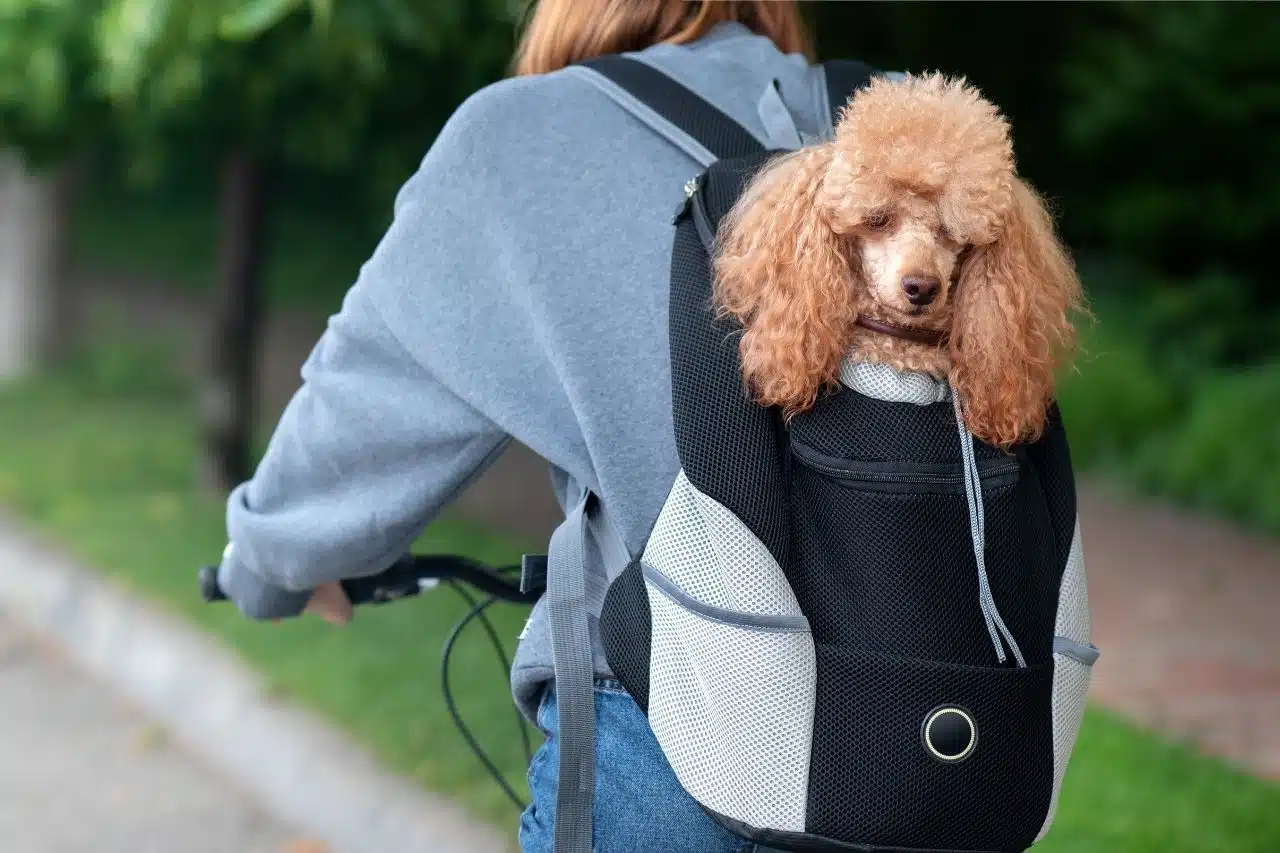 Comment choisir le sac à dos parfait pour votre chien ?