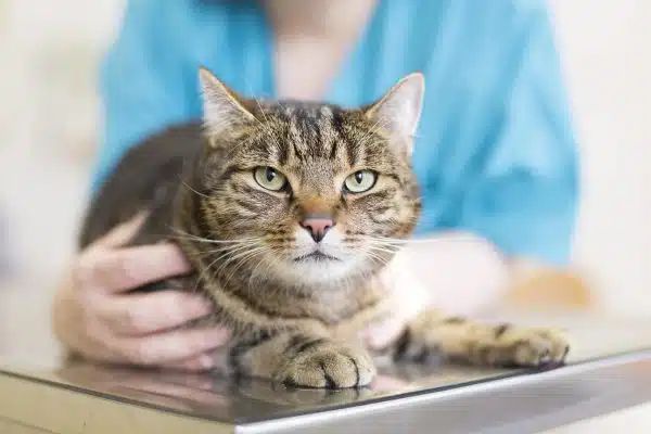 Question vétérinaire : mon chat présente une peau blanche au coin des yeux