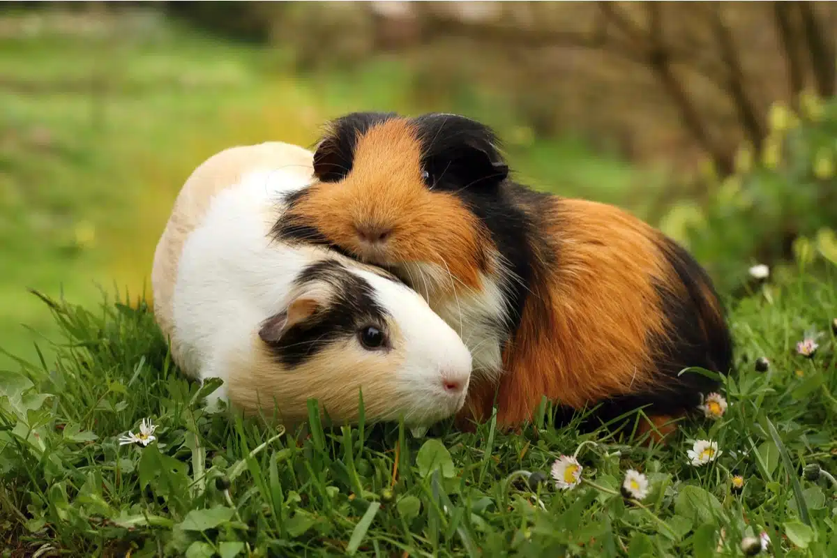 meilleurs animaux de compagnie 