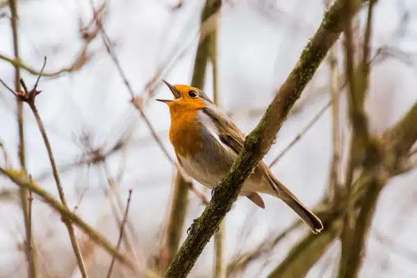 Comment identifier un oiseau par son chant ?