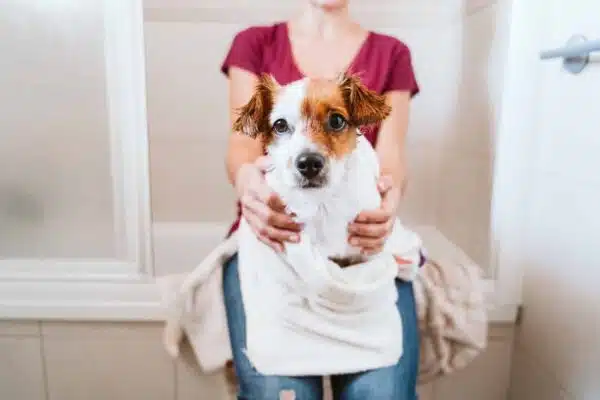 Shampoing sec pour chien : choix, utilisation et avantages